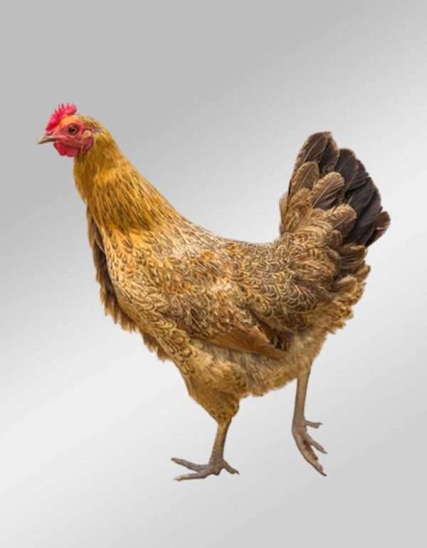 Hen