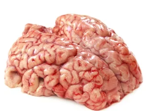 cow brain