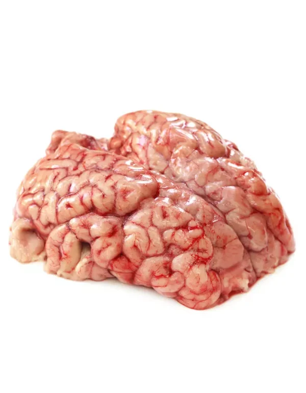 cow brain